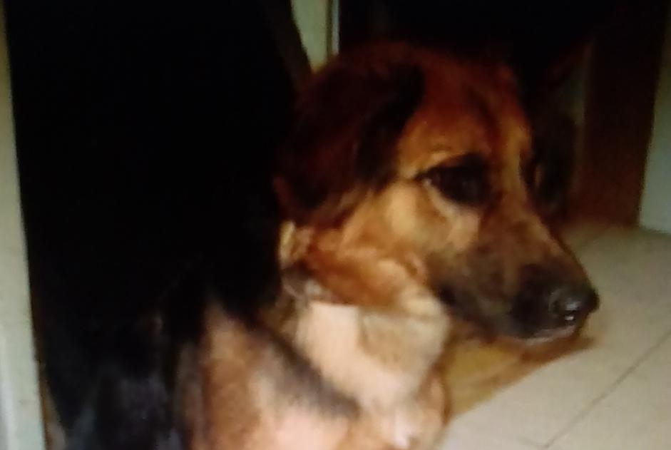 Disappearance alert Dog miscegenation  Female , 7 years Sorgues France