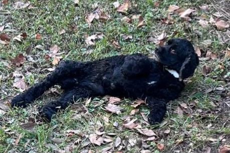 Verdwijningsalarm Hond  Mannetje , 11 jaar Avignon Frankrijk